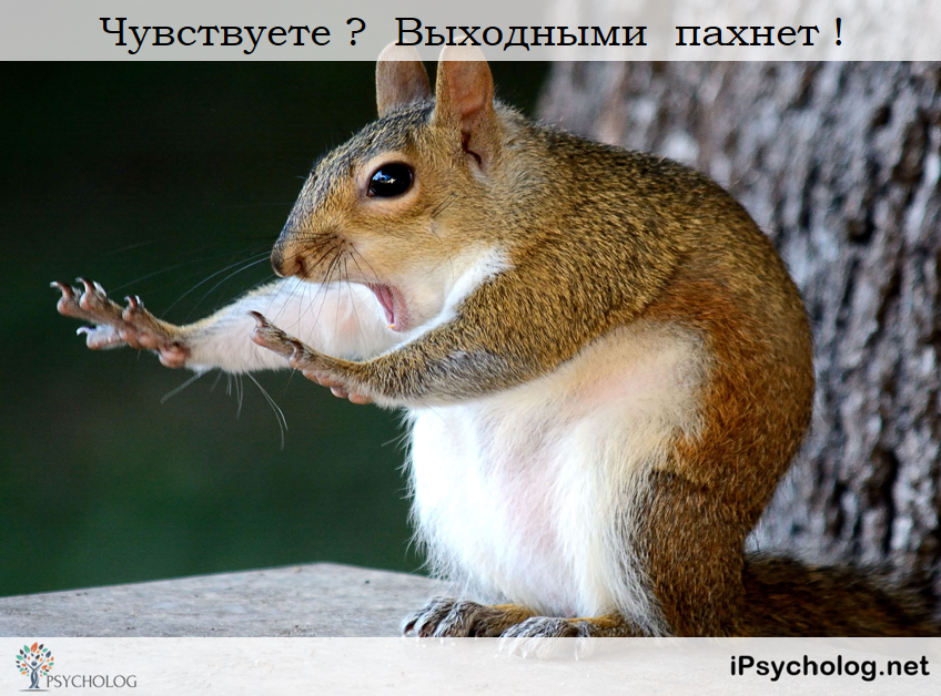 iPsycholog - Ваш психолог онлайн.